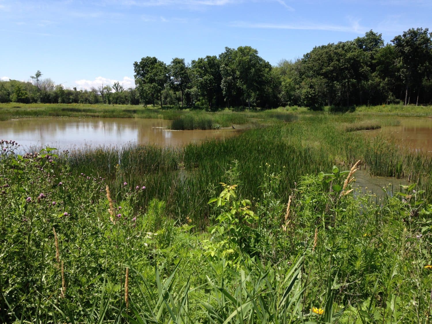 Dalitsch Pond Enhancements - Image 3