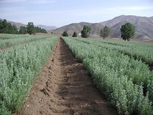 USDA National Nursery System Optimization Planning